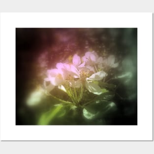 apple blossoms #3, pink tinted Posters and Art